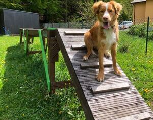 Geschicklichkeitsbrücke für Hunde