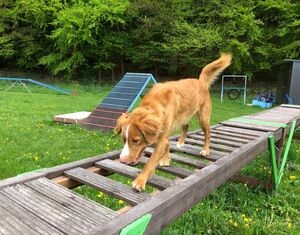 Geschicklichkeitsbrücke für Hunde
